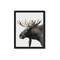 Picture of Moose _GroupedProduct_Rectangle_Portrait_Photography _GroupedProduct_Rectangle_Portrait_Framed_Matted_