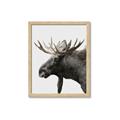 Picture of Moose _GroupedProduct_Rectangle_Portrait_Photography _GroupedProduct_Rectangle_Portrait_Framed_Matted_