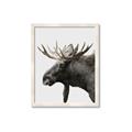 Picture of Moose _GroupedProduct_Rectangle_Portrait_Photography _GroupedProduct_Rectangle_Portrait_Framed_Matted_
