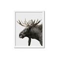Picture of Moose _GroupedProduct_Rectangle_Portrait_Photography _GroupedProduct_Rectangle_Portrait_Framed_Matted_