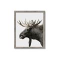 Picture of Moose _GroupedProduct_Rectangle_Portrait_Photography _GroupedProduct_Rectangle_Portrait_Framed_Matted_