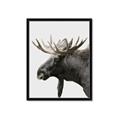 Picture of Moose _GroupedProduct_Rectangle_Portrait_Photography _GroupedProduct_Rectangle_Portrait_Framed_Matted_