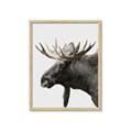 Picture of Moose _GroupedProduct_Rectangle_Portrait_Photography _GroupedProduct_Rectangle_Portrait_Framed_Matted_