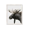 Picture of Moose _GroupedProduct_Rectangle_Portrait_Photography _GroupedProduct_Rectangle_Portrait_Framed_Matted_