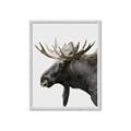 Picture of Moose _GroupedProduct_Rectangle_Portrait_Photography _GroupedProduct_Rectangle_Portrait_Framed_Matted_