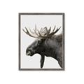 Picture of Moose _GroupedProduct_Rectangle_Portrait_Photography _GroupedProduct_Rectangle_Portrait_Framed_Matted_