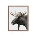 Picture of Moose _GroupedProduct_Rectangle_Portrait_Photography _GroupedProduct_Rectangle_Portrait_Framed_Matted_