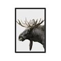 Picture of Moose _GroupedProduct_Rectangle_Portrait_Photography _GroupedProduct_Rectangle_Portrait_Framed_Matted_