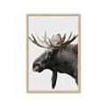 Picture of Moose _GroupedProduct_Rectangle_Portrait_Photography _GroupedProduct_Rectangle_Portrait_Framed_Matted_