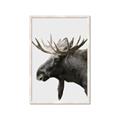 Picture of Moose _GroupedProduct_Rectangle_Portrait_Photography _GroupedProduct_Rectangle_Portrait_Framed_Matted_