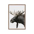 Picture of Moose _GroupedProduct_Rectangle_Portrait_Photography _GroupedProduct_Rectangle_Portrait_Framed_Matted_
