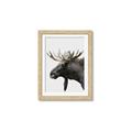 Picture of Moose _GroupedProduct_Rectangle_Portrait_Photography _GroupedProduct_Rectangle_Portrait_Framed_Matted_