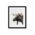 Picture of Moose _GroupedProduct_Rectangle_Portrait_Photography _GroupedProduct_Rectangle_Portrait_Framed_Matted_