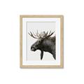 Picture of Moose _GroupedProduct_Rectangle_Portrait_Photography _GroupedProduct_Rectangle_Portrait_Framed_Matted_