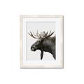 Picture of Moose _GroupedProduct_Rectangle_Portrait_Photography _GroupedProduct_Rectangle_Portrait_Framed_Matted_