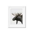 Picture of Moose _GroupedProduct_Rectangle_Portrait_Photography _GroupedProduct_Rectangle_Portrait_Framed_Matted_