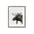 Picture of Moose _GroupedProduct_Rectangle_Portrait_Photography _GroupedProduct_Rectangle_Portrait_Framed_Matted_