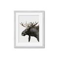Picture of Moose _GroupedProduct_Rectangle_Portrait_Photography _GroupedProduct_Rectangle_Portrait_Framed_Matted_