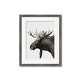 Picture of Moose _GroupedProduct_Rectangle_Portrait_Photography _GroupedProduct_Rectangle_Portrait_Framed_Matted_