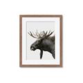 Picture of Moose _GroupedProduct_Rectangle_Portrait_Photography _GroupedProduct_Rectangle_Portrait_Framed_Matted_