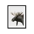 Picture of Moose _GroupedProduct_Rectangle_Portrait_Photography _GroupedProduct_Rectangle_Portrait_Framed_Matted_