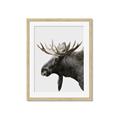 Picture of Moose _GroupedProduct_Rectangle_Portrait_Photography _GroupedProduct_Rectangle_Portrait_Framed_Matted_