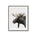 Picture of Moose _GroupedProduct_Rectangle_Portrait_Photography _GroupedProduct_Rectangle_Portrait_Framed_Matted_