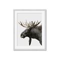 Picture of Moose _GroupedProduct_Rectangle_Portrait_Photography _GroupedProduct_Rectangle_Portrait_Framed_Matted_