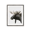 Picture of Moose _GroupedProduct_Rectangle_Portrait_Photography _GroupedProduct_Rectangle_Portrait_Framed_Matted_
