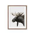 Picture of Moose _GroupedProduct_Rectangle_Portrait_Photography _GroupedProduct_Rectangle_Portrait_Framed_Matted_