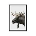 Picture of Moose _GroupedProduct_Rectangle_Portrait_Photography _GroupedProduct_Rectangle_Portrait_Framed_Matted_