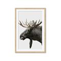 Picture of Moose _GroupedProduct_Rectangle_Portrait_Photography _GroupedProduct_Rectangle_Portrait_Framed_Matted_