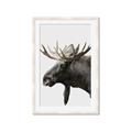 Picture of Moose _GroupedProduct_Rectangle_Portrait_Photography _GroupedProduct_Rectangle_Portrait_Framed_Matted_