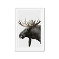 Picture of Moose _GroupedProduct_Rectangle_Portrait_Photography _GroupedProduct_Rectangle_Portrait_Framed_Matted_