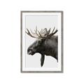 Picture of Moose _GroupedProduct_Rectangle_Portrait_Photography _GroupedProduct_Rectangle_Portrait_Framed_Matted_