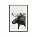 Picture of Moose _GroupedProduct_Rectangle_Portrait_Photography _GroupedProduct_Rectangle_Portrait_Framed_Matted_