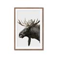 Picture of Moose _GroupedProduct_Rectangle_Portrait_Photography _GroupedProduct_Rectangle_Portrait_Framed_Matted_