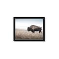 Picture of Bison Field _GroupedProduct_Rectangle_Landscape_Photography _GroupedProduct_Rectangle_Landscape_Framed_Matted_