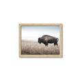Picture of Bison Field _GroupedProduct_Rectangle_Landscape_Photography _GroupedProduct_Rectangle_Landscape_Framed_Matted_