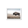 Picture of Bison Field _GroupedProduct_Rectangle_Landscape_Photography _GroupedProduct_Rectangle_Landscape_Framed_Matted_