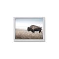 Picture of Bison Field _GroupedProduct_Rectangle_Landscape_Photography _GroupedProduct_Rectangle_Landscape_Framed_Matted_