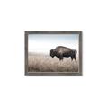 Picture of Bison Field _GroupedProduct_Rectangle_Landscape_Photography _GroupedProduct_Rectangle_Landscape_Framed_Matted_