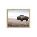 Picture of Bison Field _GroupedProduct_Rectangle_Landscape_Photography _GroupedProduct_Rectangle_Landscape_Framed_Matted_