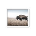 Picture of Bison Field _GroupedProduct_Rectangle_Landscape_Photography _GroupedProduct_Rectangle_Landscape_Framed_Matted_