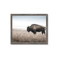 Picture of Bison Field _GroupedProduct_Rectangle_Landscape_Photography _GroupedProduct_Rectangle_Landscape_Framed_Matted_