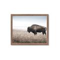 Picture of Bison Field _GroupedProduct_Rectangle_Landscape_Photography _GroupedProduct_Rectangle_Landscape_Framed_Matted_