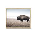 Picture of Bison Field _GroupedProduct_Rectangle_Landscape_Photography _GroupedProduct_Rectangle_Landscape_Framed_Matted_