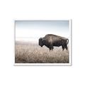 Picture of Bison Field _GroupedProduct_Rectangle_Landscape_Photography _GroupedProduct_Rectangle_Landscape_Framed_Matted_