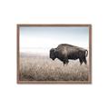 Picture of Bison Field _GroupedProduct_Rectangle_Landscape_Photography _GroupedProduct_Rectangle_Landscape_Framed_Matted_