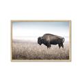 Picture of Bison Field _GroupedProduct_Rectangle_Landscape_Photography _GroupedProduct_Rectangle_Landscape_Framed_Matted_